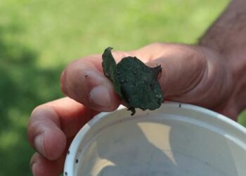 Avcı böcekler zararlılara karşı iş başında
