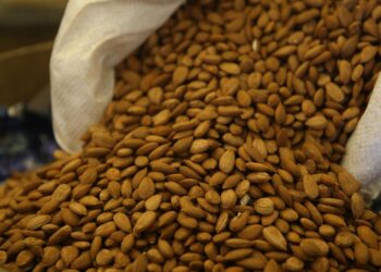 Kayısı çekirdeği ihracatından 14 milyon dolarlık gelir