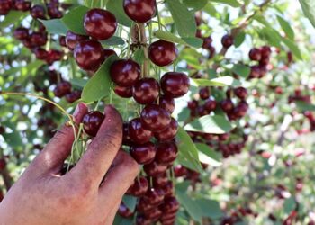 Kütahya Vişnesi coğrafi işaret alacak