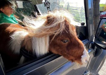 Dünya’nın en küçük midillisi : Pumuckel