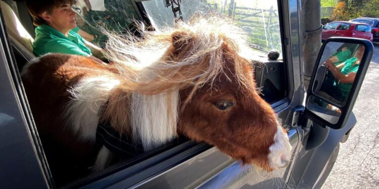 Dünya’nın en küçük midillisi : Pumuckel