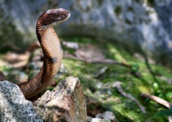 Hayvanat bahçesinden kaçtı, bir hafta sonra geri döndü
