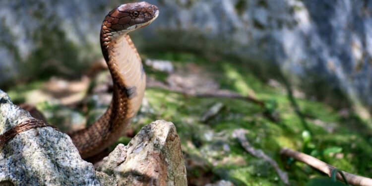 Hayvanat bahçesinden kaçtı, bir hafta sonra geri döndü