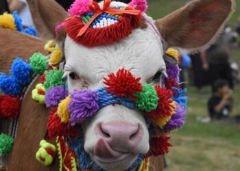 İki bin rakımlı yaylada festival keyfi