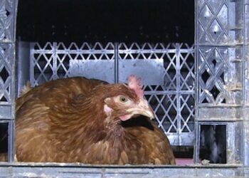 Tavuklarının verimi “müzik” ile artırdı