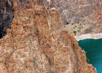 Yaban keçilerinin zorlu tırmanışları dronla ile görüntülendi