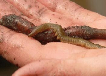 On binlerce yıllık toprak çözülünce solucanlar hayata döndü