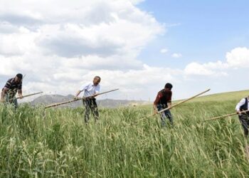 Asırlık tırpan geleneği yaşatılıyor