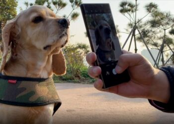 Köpekleri benzersiz burun izlerinden tanıyabilen mobil uygulama geliştirildi