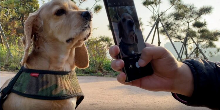 Köpekleri benzersiz burun izlerinden tanıyabilen mobil uygulama geliştirildi