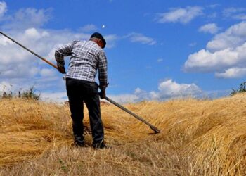 Siyez buğdayını geleneksel yöntemlerle hasat ediyorlar