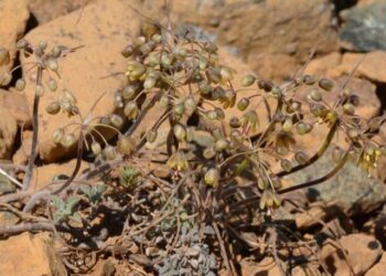 Muğla’da yeni yabani soğan türü keşfedildi