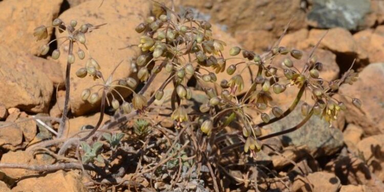 Muğla’da yeni yabani soğan türü keşfedildi
