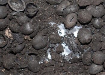 Kütahya’da 4 bin 200 yıllık fındık kalıntıları ve mermer idoller bulundu