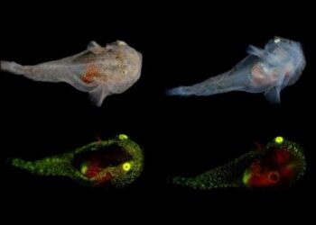 Parlayan balılığın dolaşım sisteminde rekor miktarda antifriz