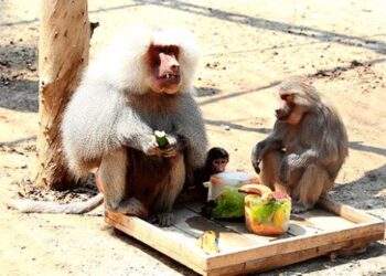 Kavurucu sıcaklarda hayvanlar buzlu meyvelerle serinletiliyor