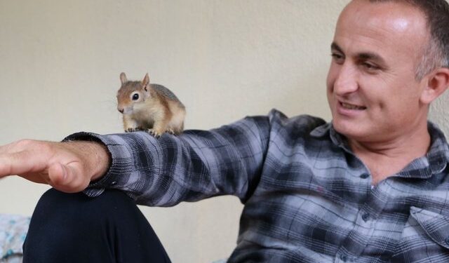 Yavruyken bulup besledi! Her seferinde eve dönünce…