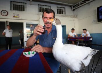 Evinde baktığı kaz can dostu oldu