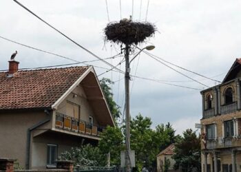 Sırbistan’da leylek dostu kasaba