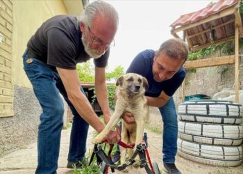 Felçli köpek ‘Badi’ için eski bebek arabasından yaptı!