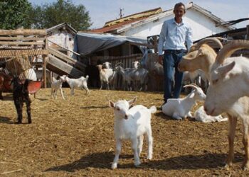 Tır şoförlüğünü bırakıp keçi çiftliği kurdu