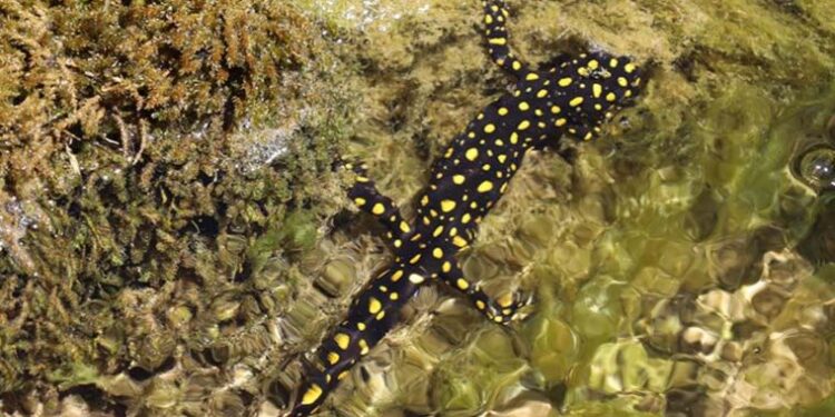 Siirt’te nesli tehdit altında olan ‘benekli semender’ görüldü