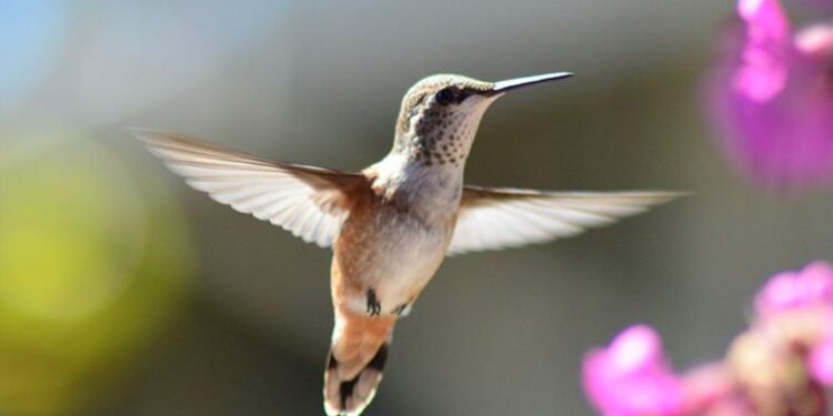 ‘Kuş dedektifi’ 23 yılda Türkiye envanterine 14 yeni tür ekledi