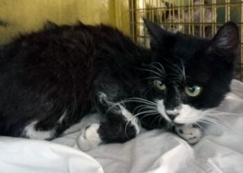 Zehirlenen kediyi itfaiye ekipleri hayata döndürdü