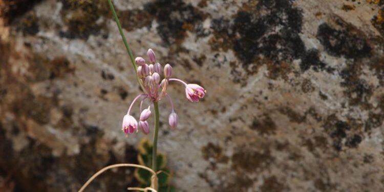 Bilim dünyasından yeni keşif: ‘İzmir Soğanı’