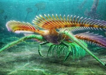 Nadir görülen bir deniz canlısının 450 milyon yıllık fosili bulundu