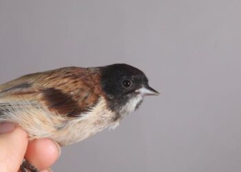 ‘Karabaşlı çulha’ Türkiye’de ilk kez görüldü