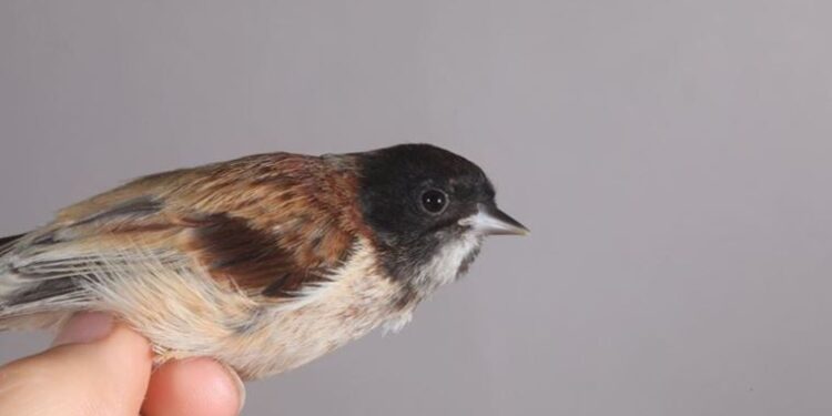 ‘Karabaşlı çulha’ Türkiye’de ilk kez görüldü