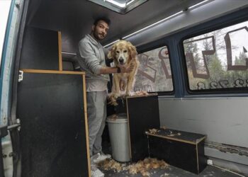 Dönüştürdüğü minibüsünde minik patileri tıraş ediyor