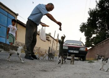 Kediler muhtarın yolunu gözlüyor