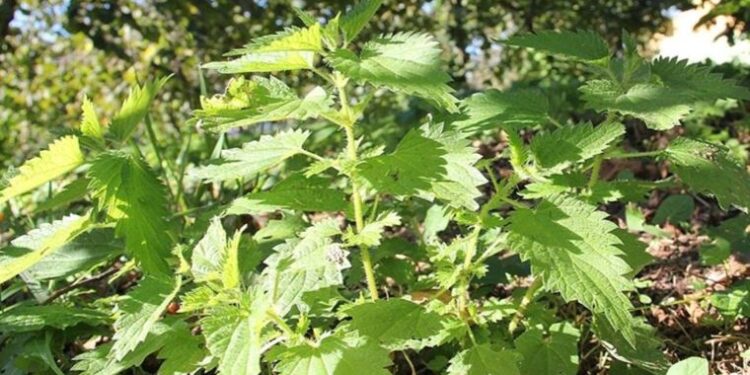 ‘Giresun ısırganı’ coğrafi işaret tescil belgesi aldı