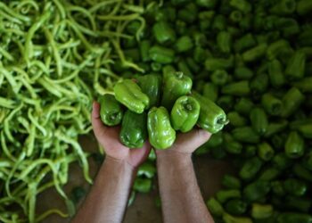Yenişehir biberi Avrupa ülkelerinde beğeniyle tüketiliyor