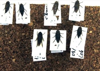 Sinop’ta iki böcek türü keşfedildi