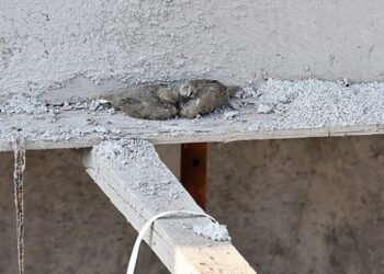 Kuş yuvasını bozmamak için inşaatı durdurdu