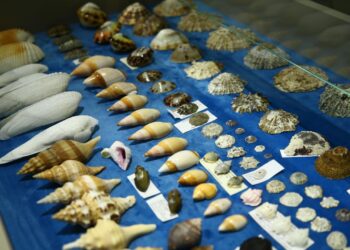 Deniz kabuklarından koleksiyon