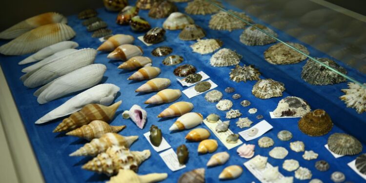 Deniz kabuklarından koleksiyon
