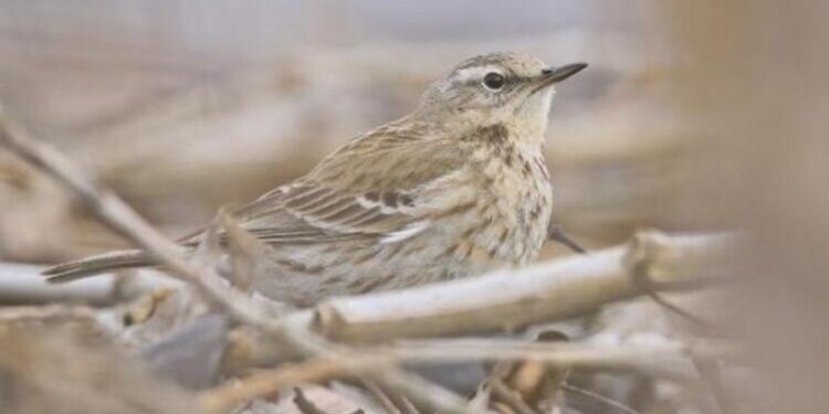 13 yıl sonra yeniden görüntülendi