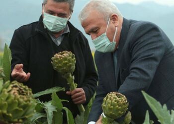 Efeler’in enginarı yavru vatana uzanacak