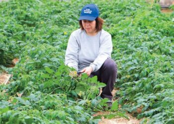 Aydın’da belediye seralarında ata tohumları yetişiyor