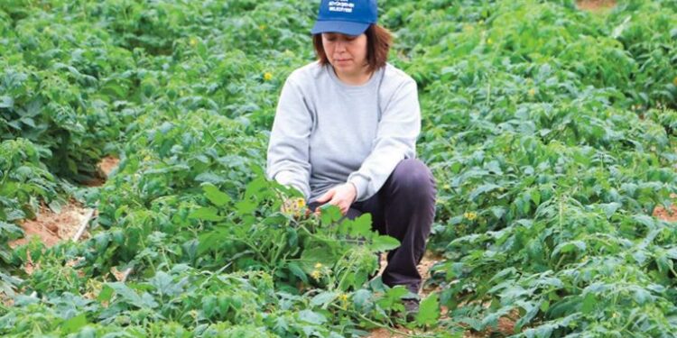 Aydın’da belediye seralarında ata tohumları yetişiyor