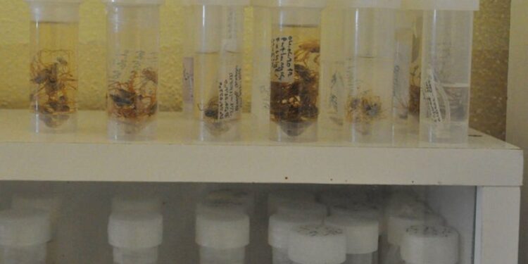 Konya’da keşfedildi! Dünyada ilk kez tanımlandı