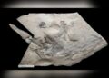 İskoçya’da fosili bulunan Jurassic Pterozorun dünyanın en büyüğü olduğu keşfedildi