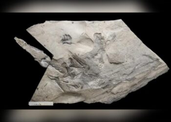 İskoçya’da fosili bulunan Jurassic Pterozorun dünyanın en büyüğü olduğu keşfedildi