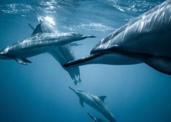 Araştırma: Müzik, yunuslarla iletişim kurmanın anahtarı olabilir