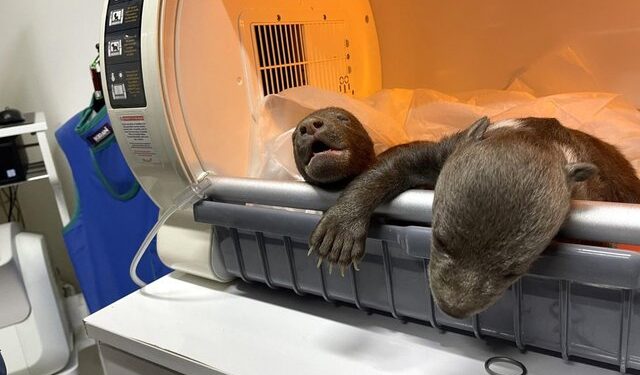 Merada buldu… Korumaya alındı