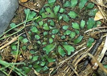 Mersin’de ilk kez bulundu, bilim camiasına tanıtıldı